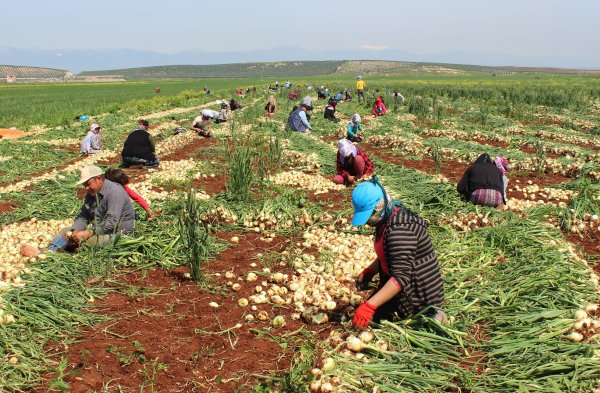 Hataylı çiftçilerin isyanı: Soğan tarlada 1 buçuk lira