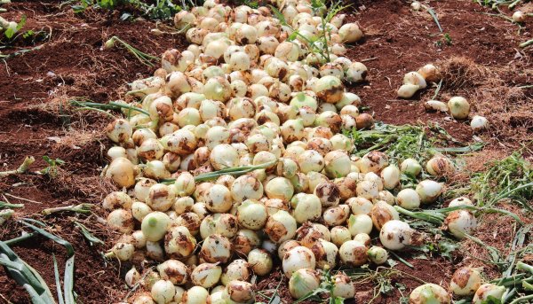 Hataylı çiftçilerin isyanı: Soğan tarlada 1 buçuk lira