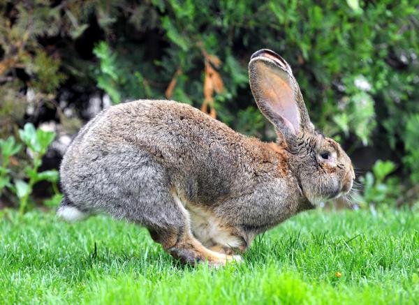 Türkiye tavşan etine alışmaya başladı
