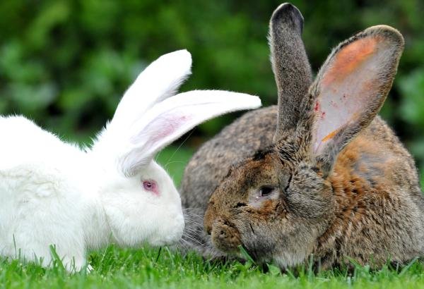 Türkiye tavşan etine alışmaya başladı