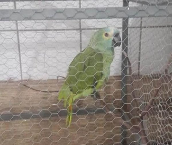 Sahibini polislere karşı uyaran papağan