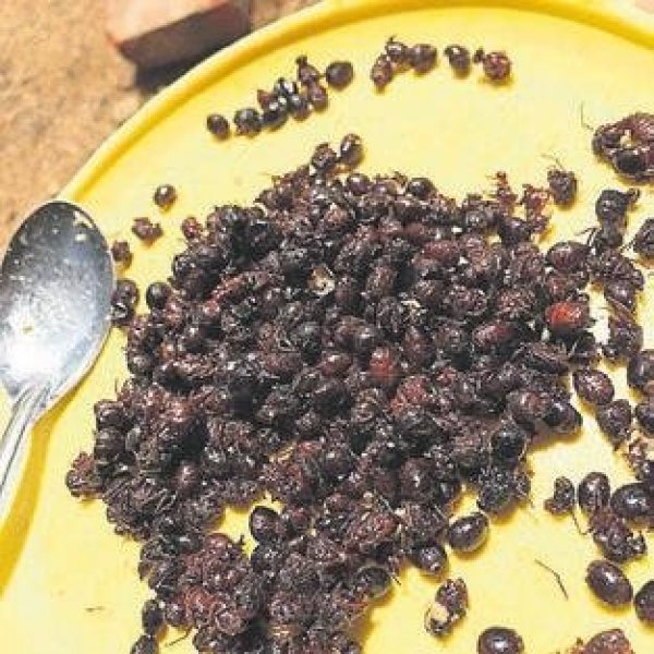 Eda Taşpınar timsah eti yedi