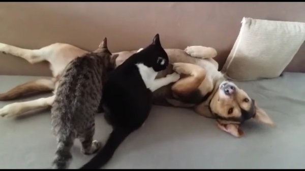 İ Anne köpek kedileri emziriyor