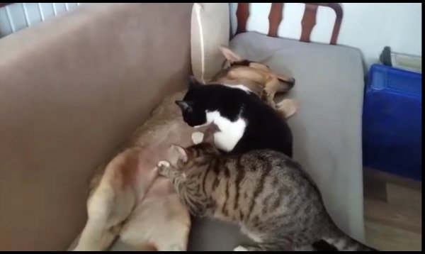 İ Anne köpek kedileri emziriyor