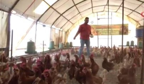 Müslüm Baba dinleyen tavuklar