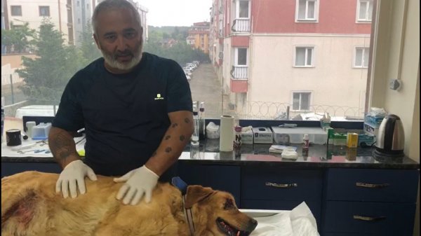 i Şiddet gördü sanılan köpek, ağır bir kanser atlattı
