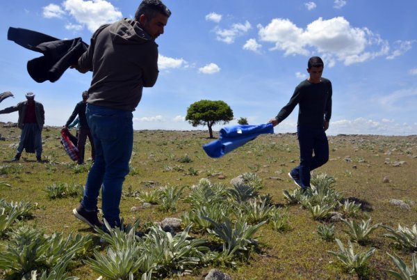 Çekirgeler 4 kırsal mahalleyi istila etti