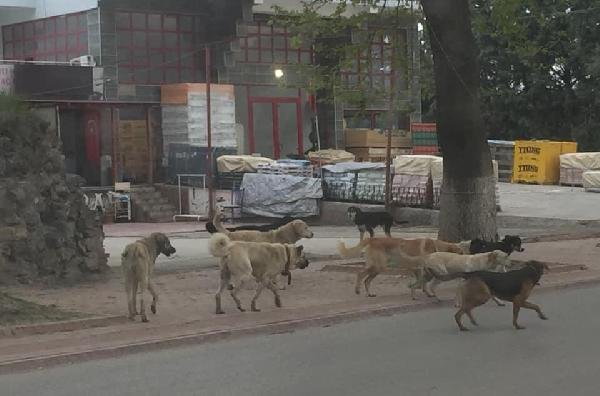 Bursa'da 9 yaşındaki çocuğa sokak köpekleri saldırdı