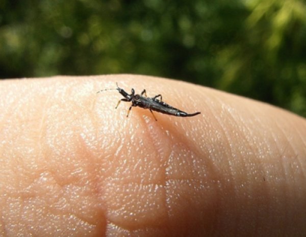 Ruslar çilekleri yine iade etti