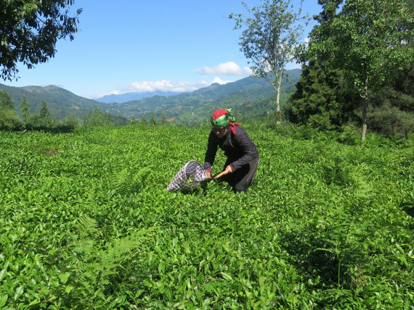 Çay üreticileri zam bekliyor