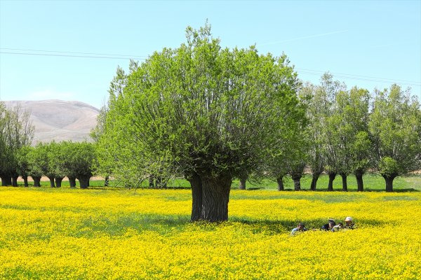 a Malatya'da düğün çiçekleri görsel şölen sunuyor