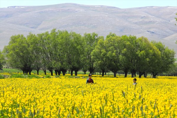 a Malatya'da düğün çiçekleri görsel şölen sunuyor