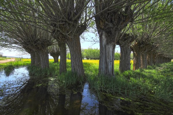 a Malatya'da düğün çiçekleri görsel şölen sunuyor