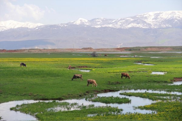 Tunceli düzlükleri yeşile büründü