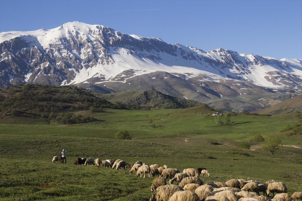 Tunceli düzlükleri yeşile büründü