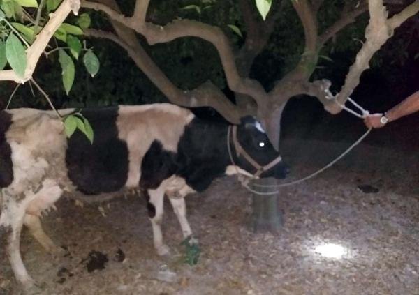 Alkol almak için babasının ineğini çaldı