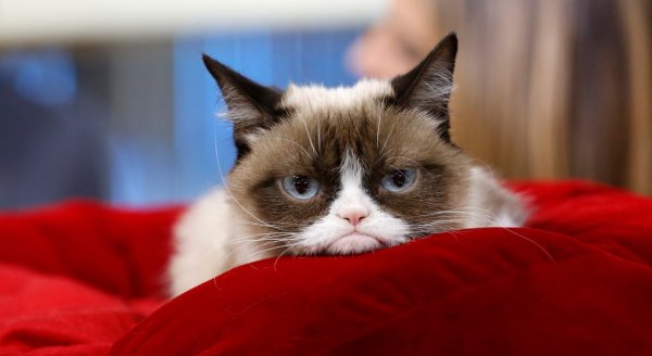 Sosyal medyanın fenomen kedisi öldü