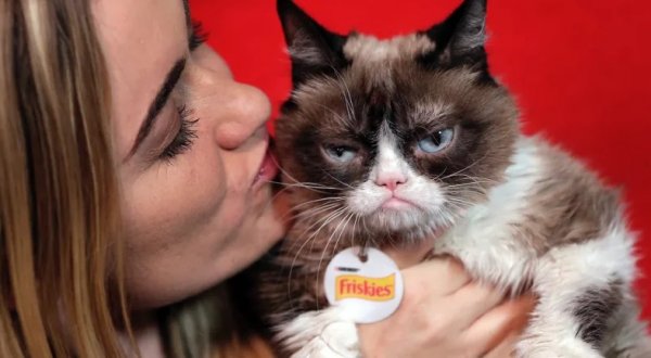 Sosyal medyanın fenomen kedisi öldü