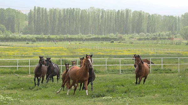 a 60 yıldır şampiyon atları yetiştiriyor
