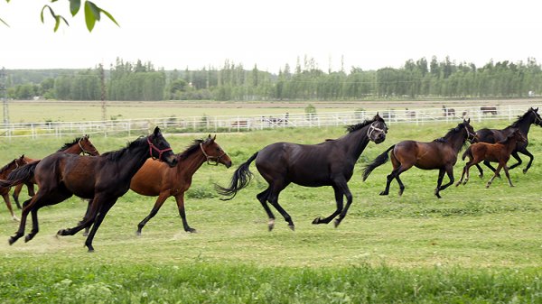 a 60 yıldır şampiyon atları yetiştiriyor