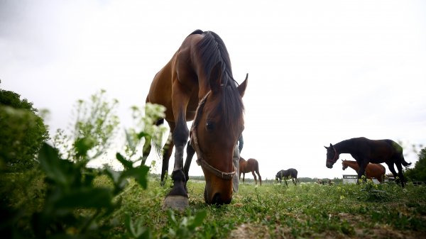 a 60 yıldır şampiyon atları yetiştiriyor