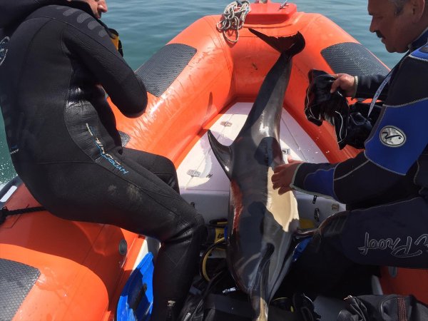 Samsun'da sığ suda sıkışan yunus botla kurtarıldı