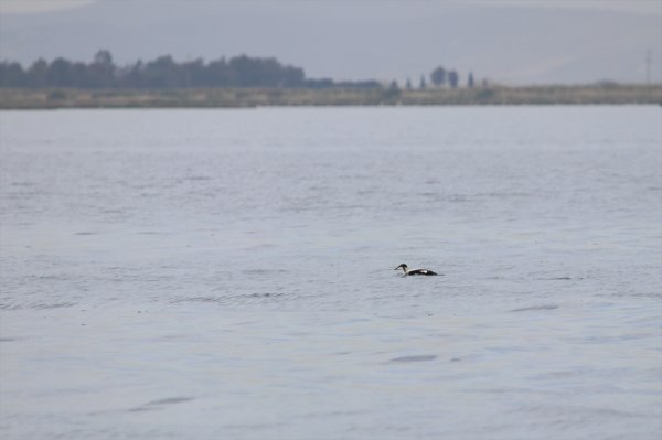 İzmir'de yeni bir kuş türü daha keşfedildi: Pufla