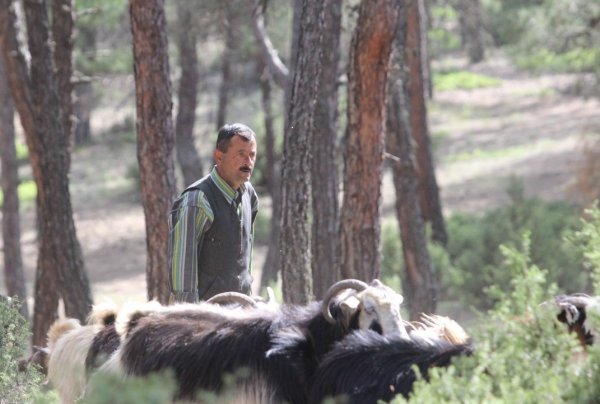 i Şehri bırakıp ormana yerleşti
