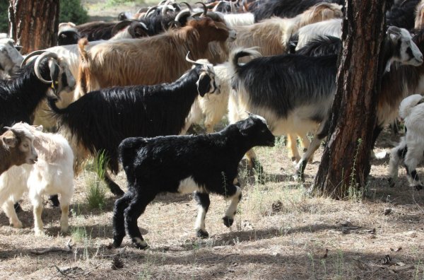i Şehri bırakıp ormana yerleşti