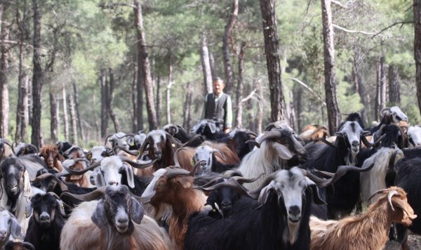 i Şehri bırakıp ormana yerleşti