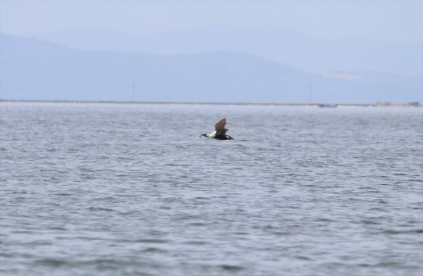 İzmir'de yeni bir kuş türü daha keşfedildi: Pufla