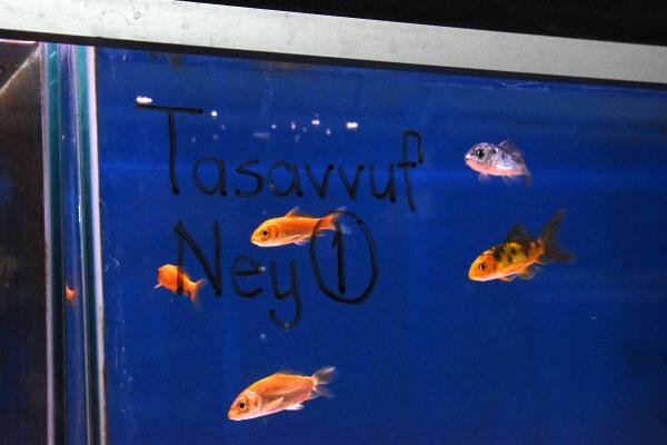 Kur'an-ı Kerim dinletilen balıklar hızlı büyüyor