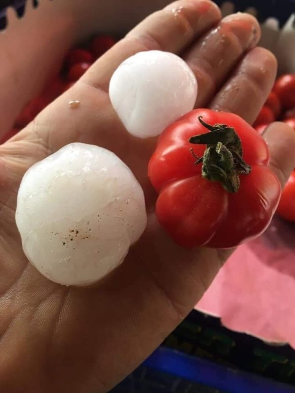 Ceviz büyüklüğünde yağan dolu fındığa zarar verdi