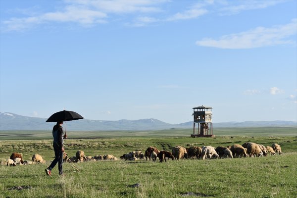 Kars'taki çobanlar yeni doğan kuzuları şemsiyeyle koruyor