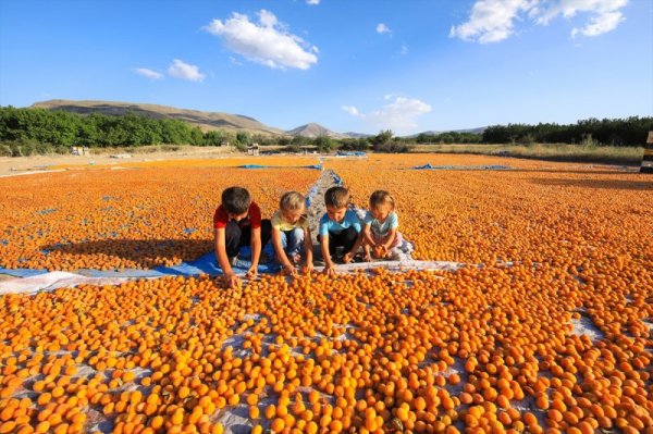 Rusya 20 ton çileği geri gönderdi