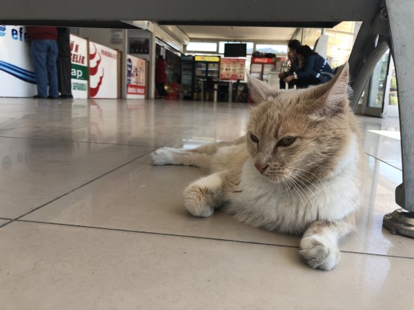 i Terminalin kedisi Sarı, köpeklerin korkulu rüyası