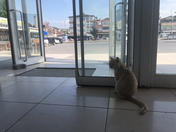 i Terminalin kedisi Sarı, köpeklerin korkulu rüyası