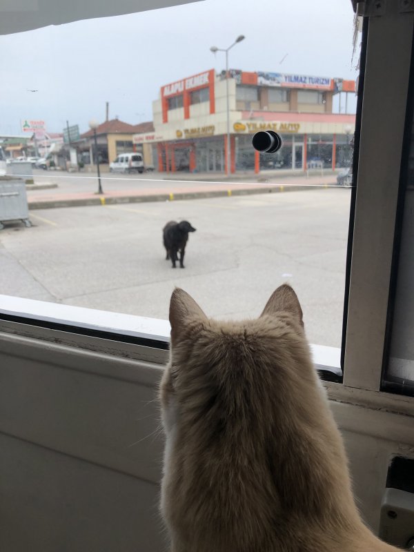 i Terminalin kedisi Sarı, köpeklerin korkulu rüyası