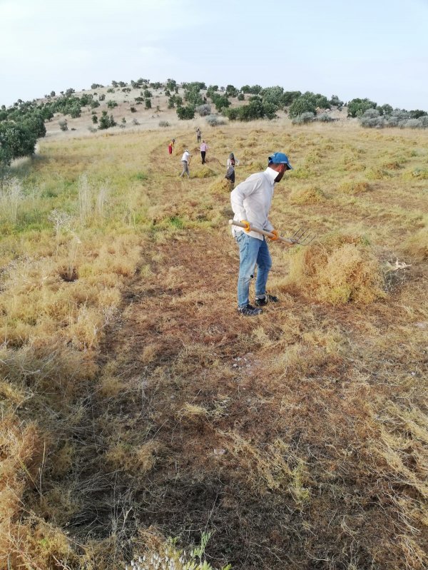 i Mercimek tarlaları bayram dinlemiyor