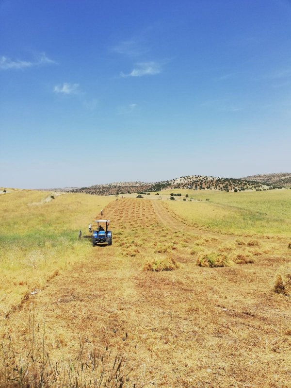 i Mercimek tarlaları bayram dinlemiyor