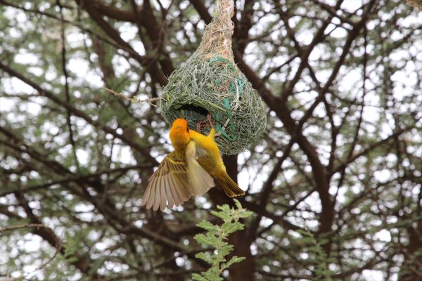 a Dokumacı kuşlar mühendis gibi yuva yapıyor