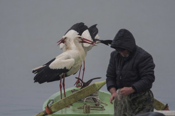 8 yıldır Adem Amca'yı ziyaret eden leylek bu yıl eşiyle geldi