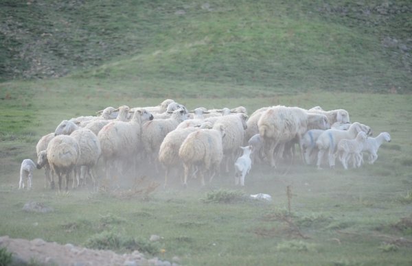 Erciyes Dağı'nda zorlu yayla hayatı başladı