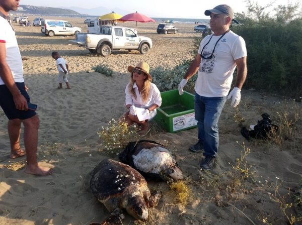 i Misinaya dolaşan iki caretta caretta öldü