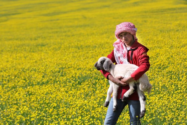 a Van düzlükleri sarı çiçeklere büründü