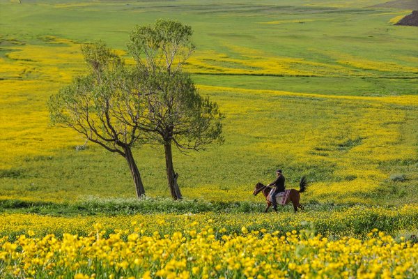 a Van düzlükleri sarı çiçeklere büründü