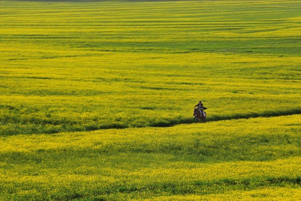 a Van düzlükleri sarı çiçeklere büründü