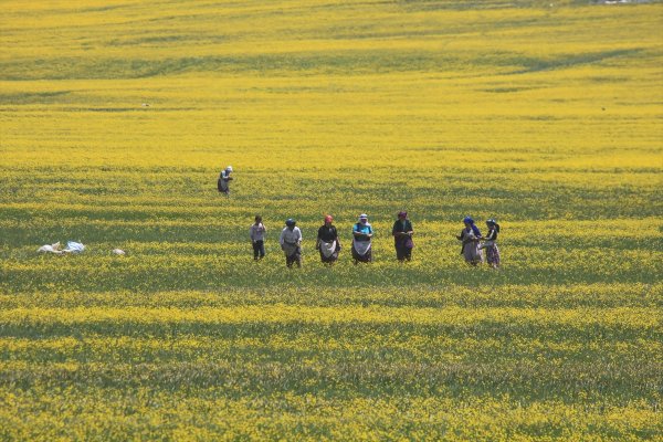 a Van düzlükleri sarı çiçeklere büründü