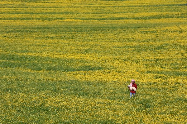 a Van düzlükleri sarı çiçeklere büründü