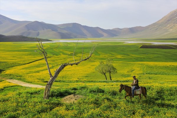 a Van düzlükleri sarı çiçeklere büründü